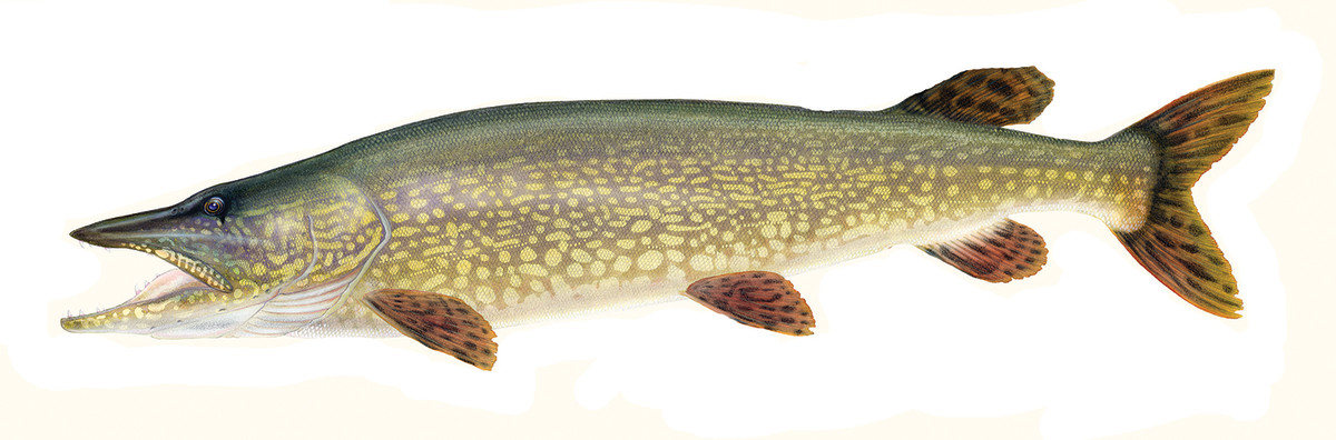 Mayer's rendition of a northern pike, a relative of the "dragon-like" muskellunge. 
