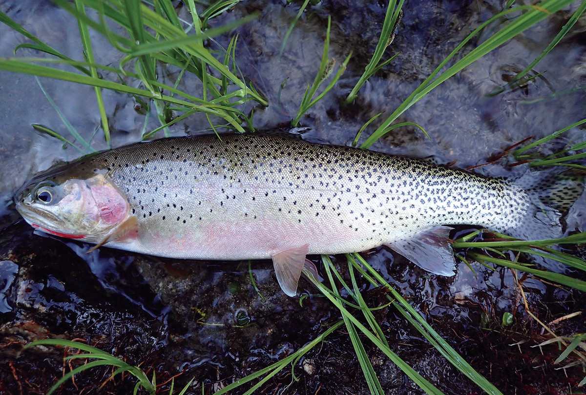 The river gave up a westslope cutthroat, an offering that was prepared and consumed fireside after a long day under way.