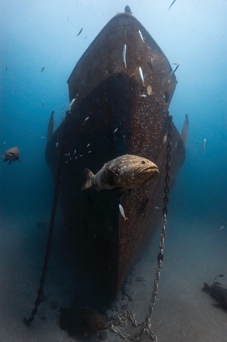 Goliath grouper prowl around the Ana Cecilia wreck off Singer Island in Palm Beach County, Florida. 