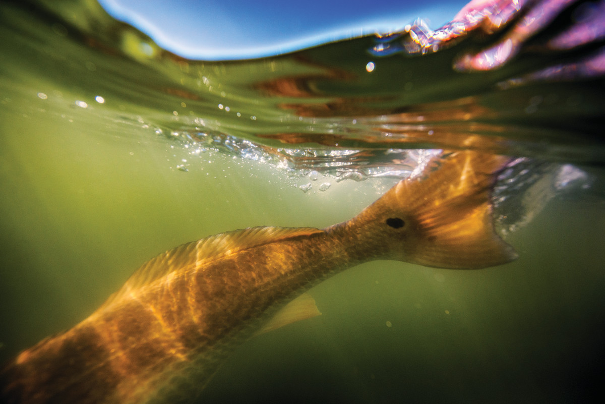Saltwater intrusion has allowed redfish to move 100 miles inland. 