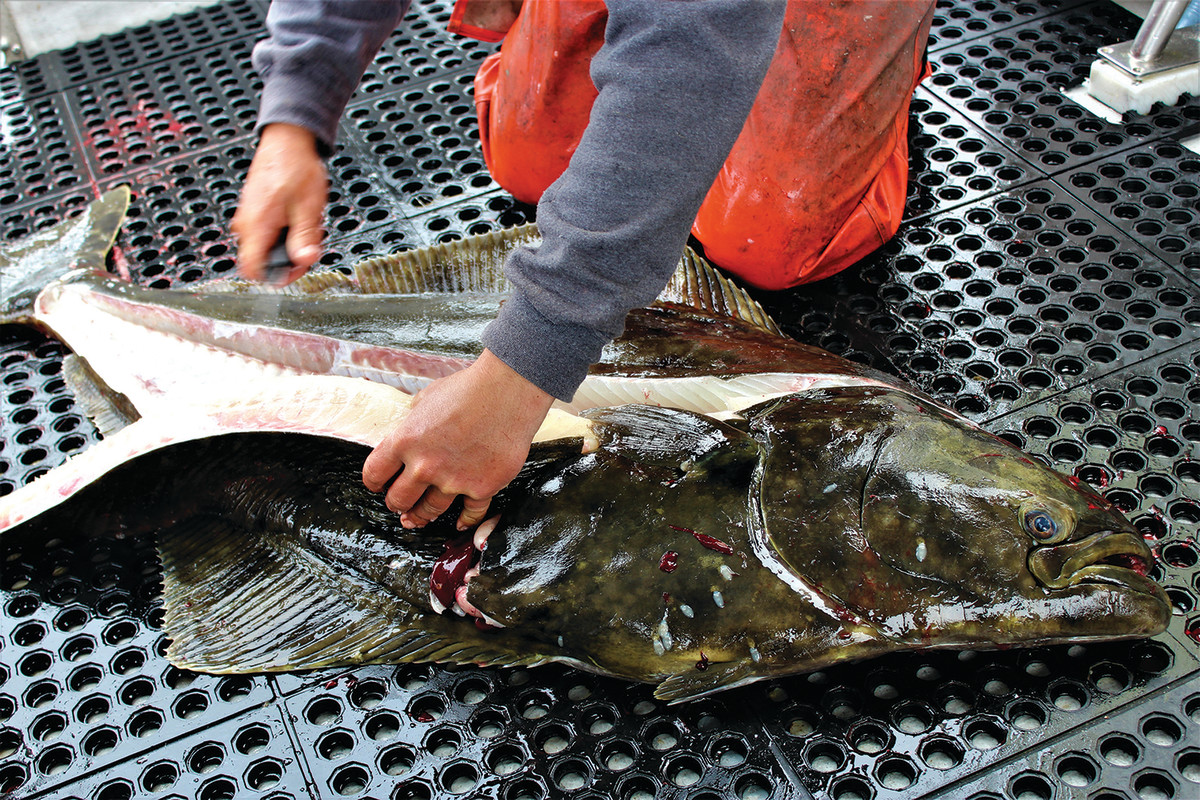 Skillful hands filet a smaller halibut. A 100-pound halibut can yield 50 pounds of meat. 