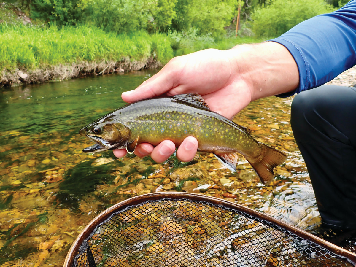 Brookies don’t belong in Big Sky Country, where they threaten the welfare of bull trout.