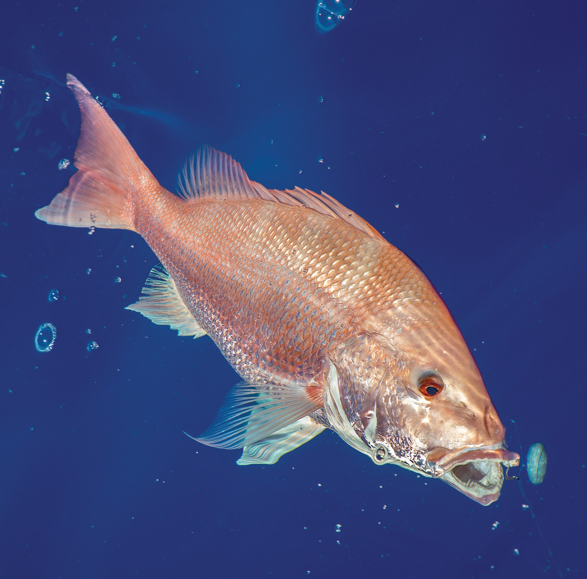Red snapper season is a great time to gather the crew for a trip into the Gulf of Mexico.