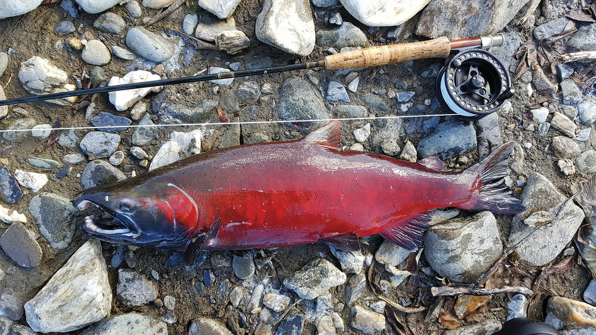 A nice, fly-caught coho (silver) salmon. 