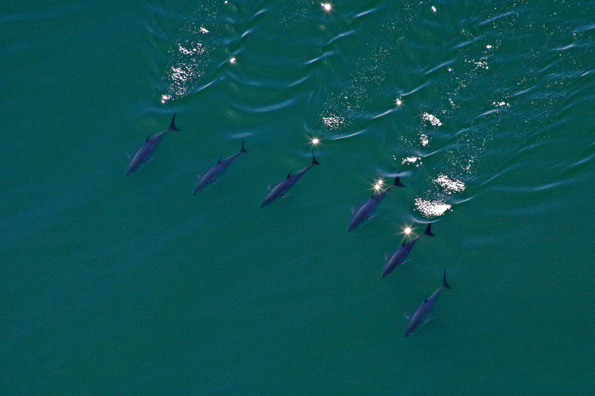 This pack of bluefin tuna resembles a fighter jet squadron. 