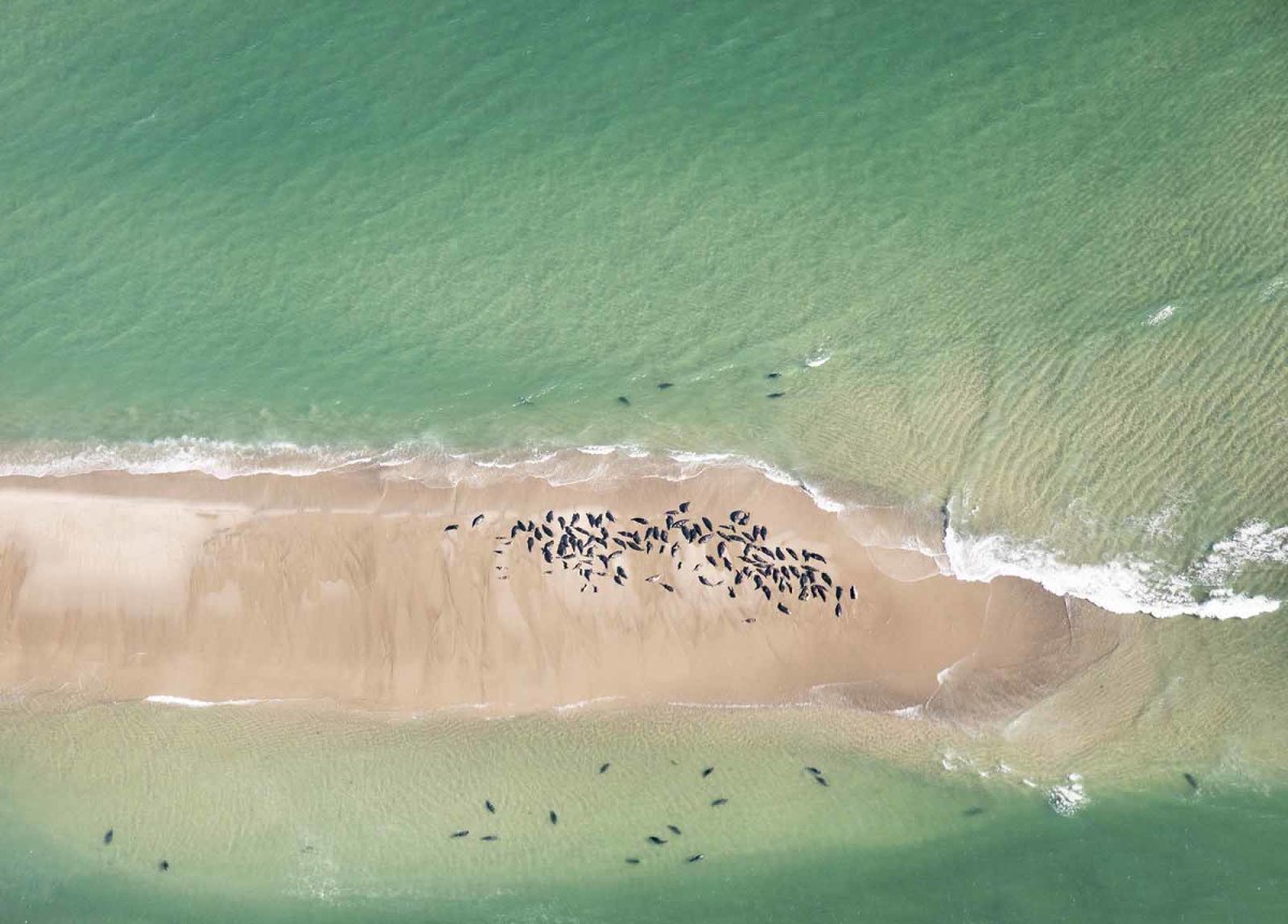 A mosaic of seals on Cape Cod, where their presence attracts great white sharks.