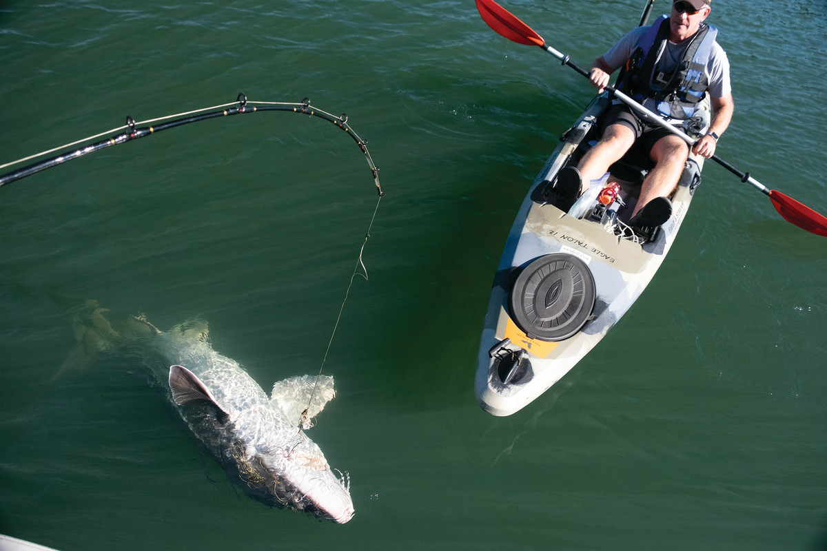 A hefty sturgeon is brought alongside and released as a kayak angler looks on.
