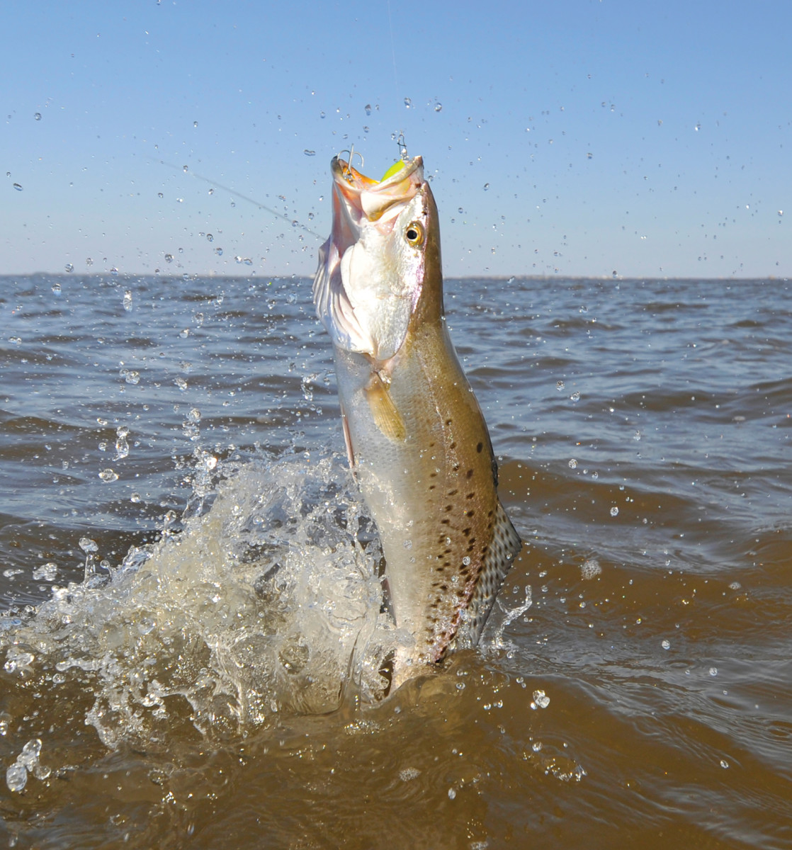 The bite, the head shakes, the jumps... seatrout put up a fight that leaves anglers thirsty for more. Photo by Will Drost.