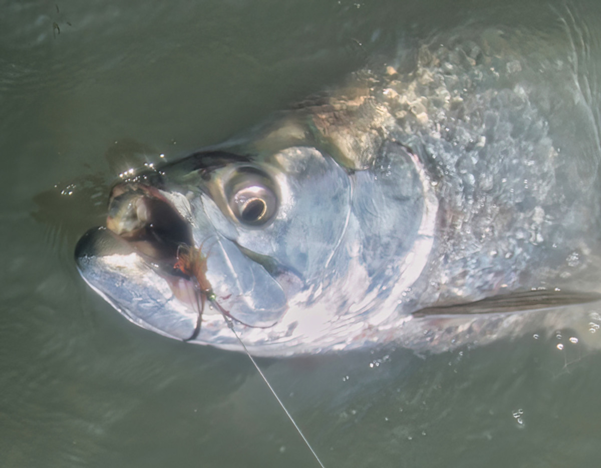 Tarpon love the hot and humid weather that humans hide from.