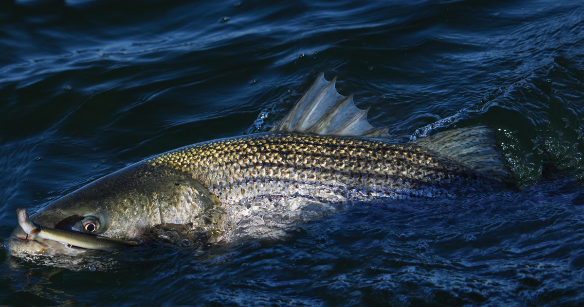 Biggest Striped Bass In The World