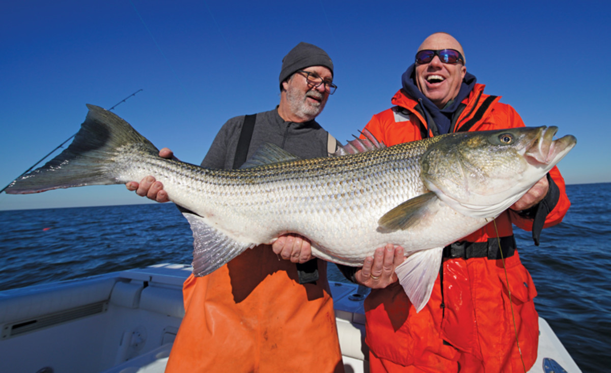 Big bass expert Chuck Many (right) and Angler's Journal editor Bill Sisson with a 54-pounder Sisson caught in Chesapeake Bay.