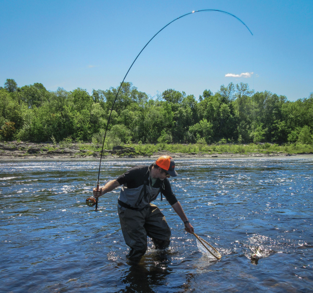 The spring shad run brings Northeast anglers out of winter hibernation. 