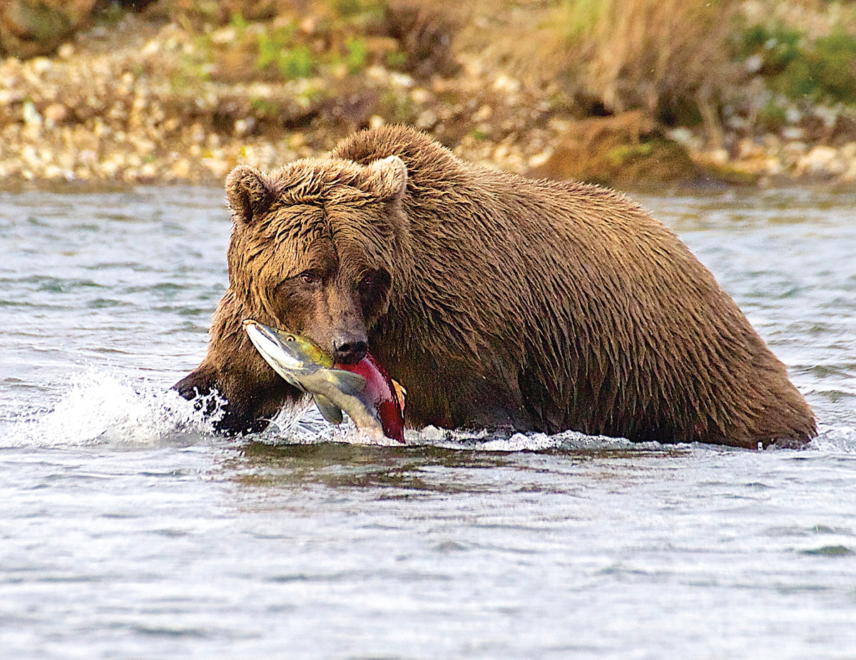 Fishing in bear country requires vigilance, prudence and keeping your distance from the locals with four legs.