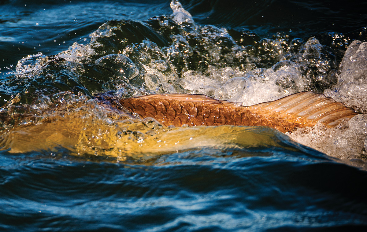 The author found plenty of willing redfish in Hopedale and Venice, Louisiana.