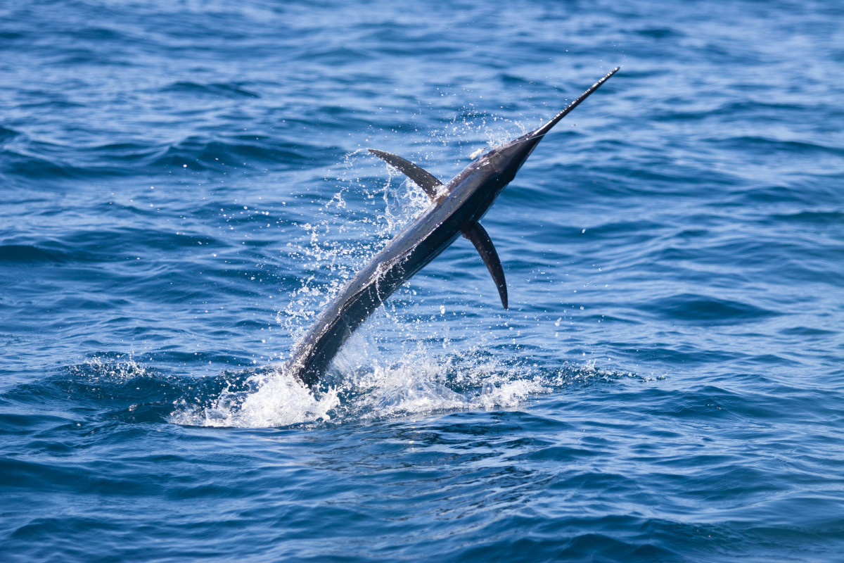 The author learned a valuable lesson when taking his then-girlfriend (now wife) offshore for her first time to chase sailfish: Women do make better anglers when they have a patient coach.