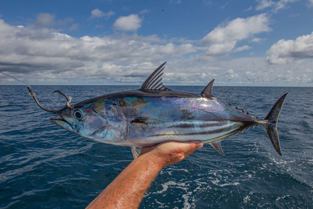 Instead of sacrificing a live bonito to a marauding mahi, toss that hungry fish a fly.