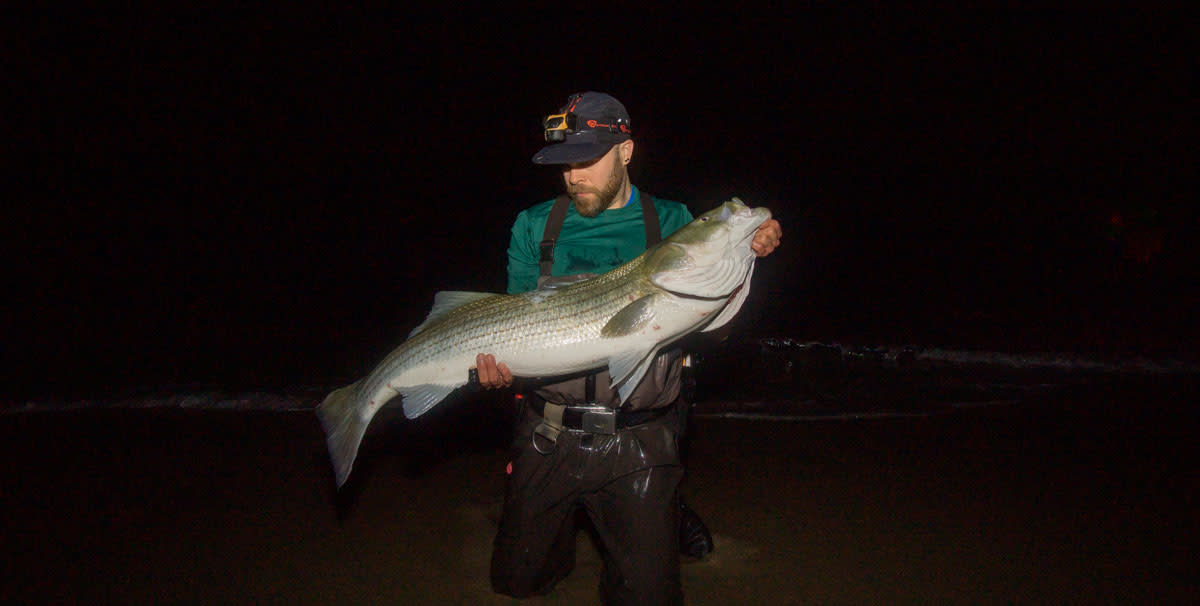 Surf anglers must share Cape Cod National Seashore with seals and other wildlife in their nighttime pursuit of trophy striped bass.