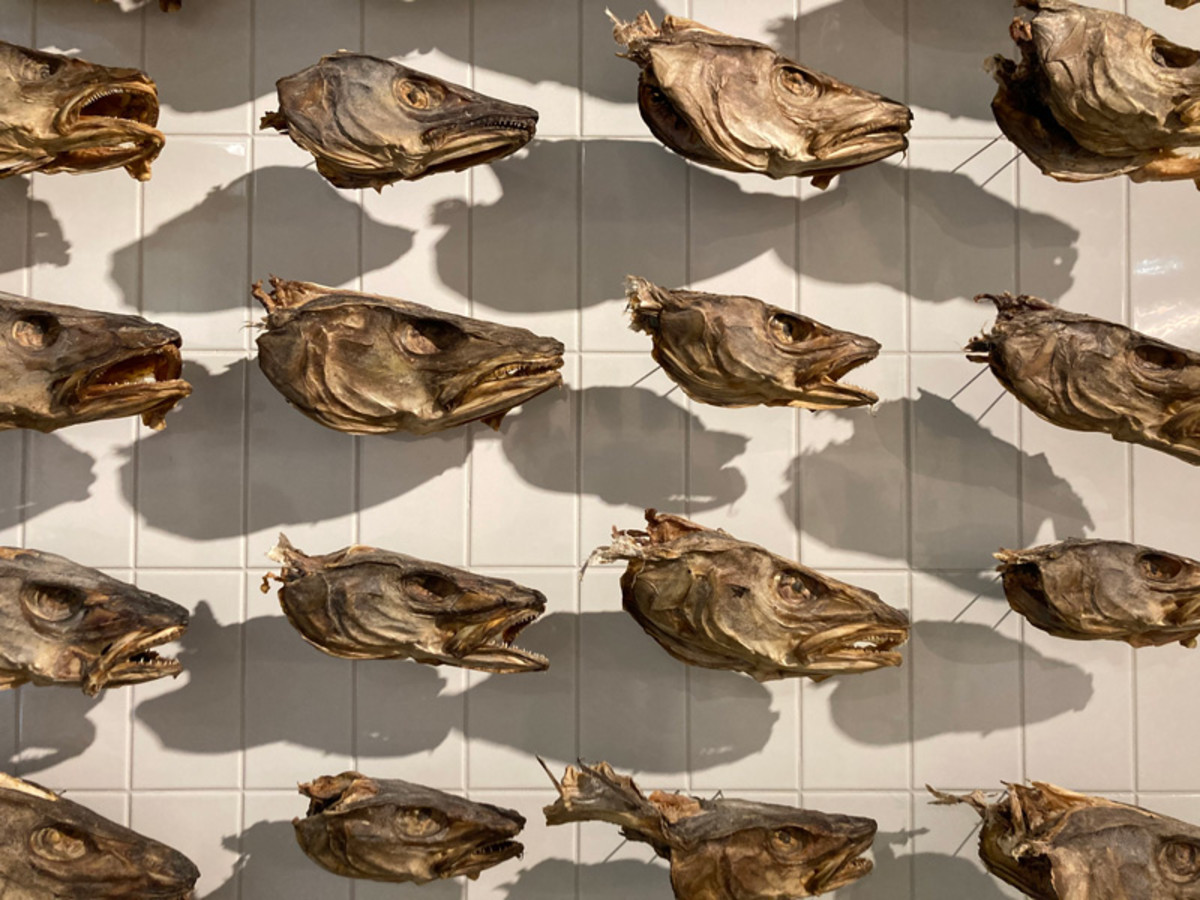 Dried-for-soup cod heads on display at the Reykjavik Maritime Museum.