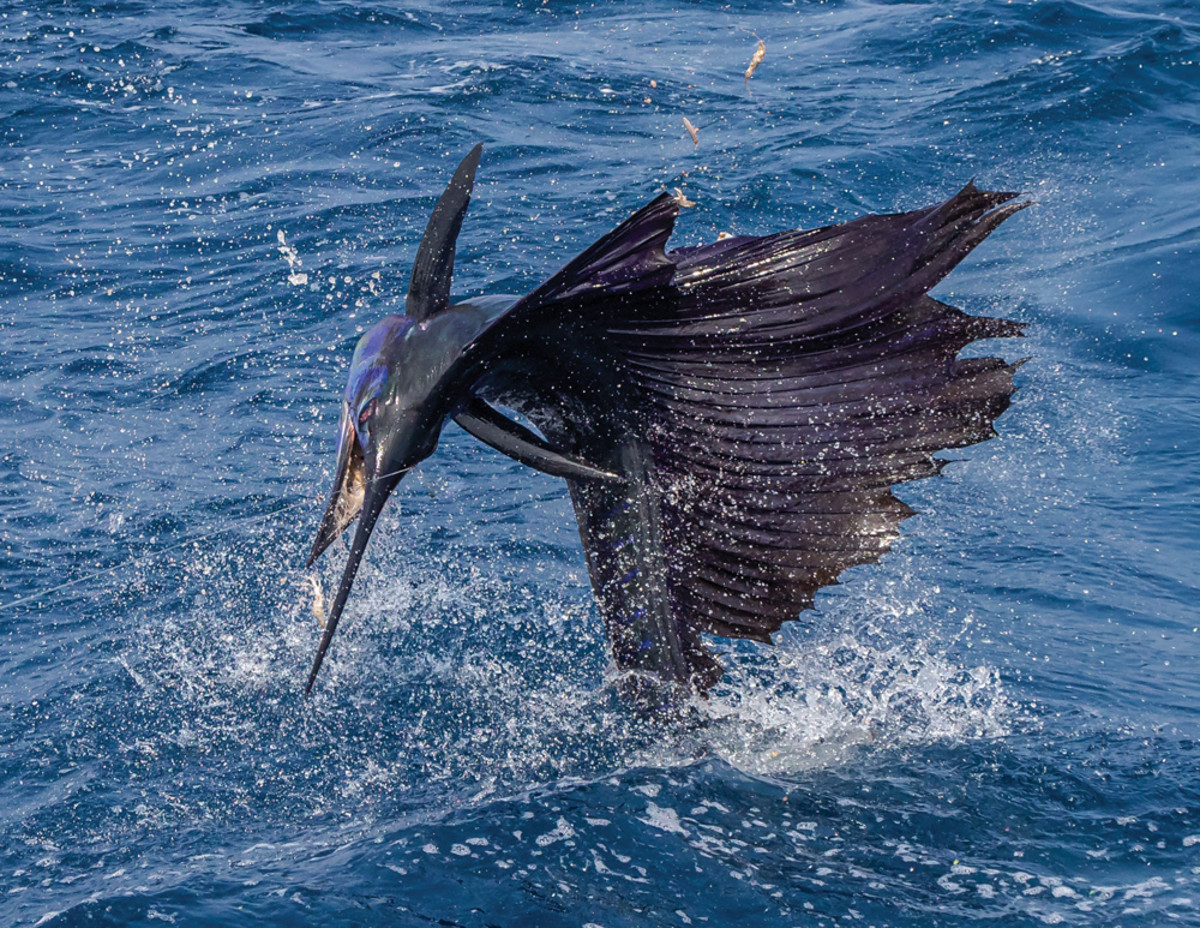 Pacific sailfish grow much larger than their Atlantic brethren and will launch into impressive aerial displays.
