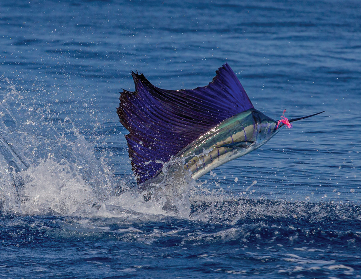Raising 30 sailfish each day is about average in the prolific waters of Guatemala.
