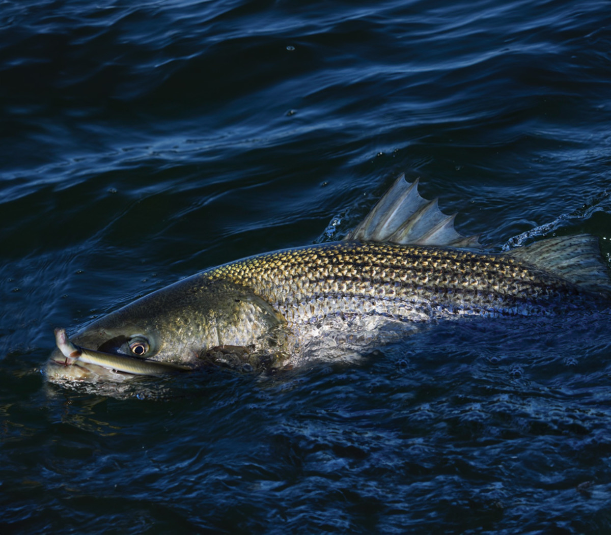 The Art of Eeling for Giant Striped Bass - Anglers Journal - A